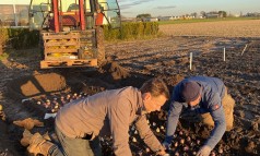 News image: CNB Hyacintenshowtuin: ruim 80 cultivars zijn geplant!